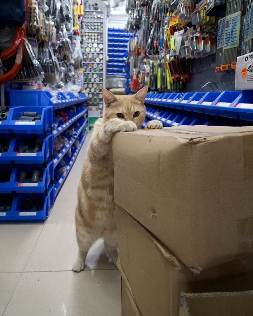 жизнь кошек в магазинах Гонконга фото